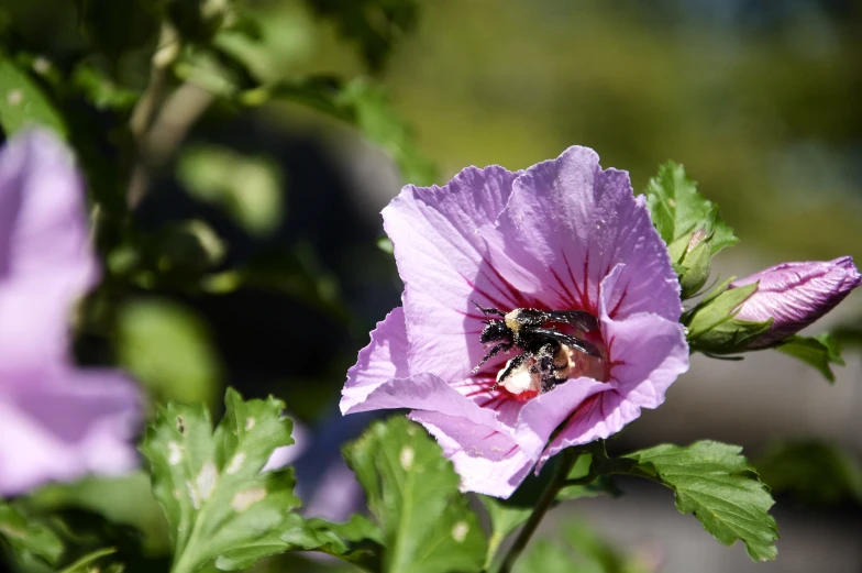 a bee in the middle of a pink flower