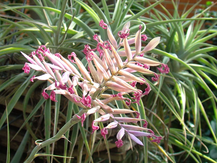 a flower with many pink petals in some plants