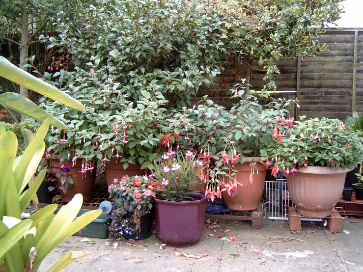 large potted plants are shown lined up in a row