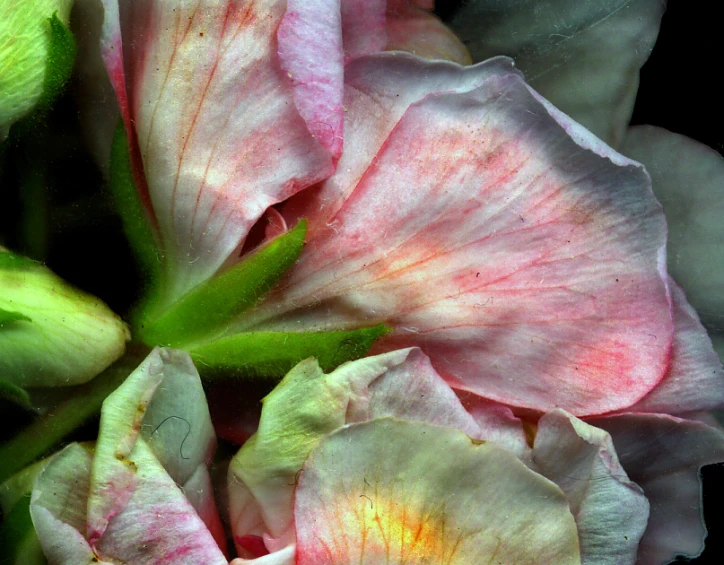 a closeup image of white and pink flowers