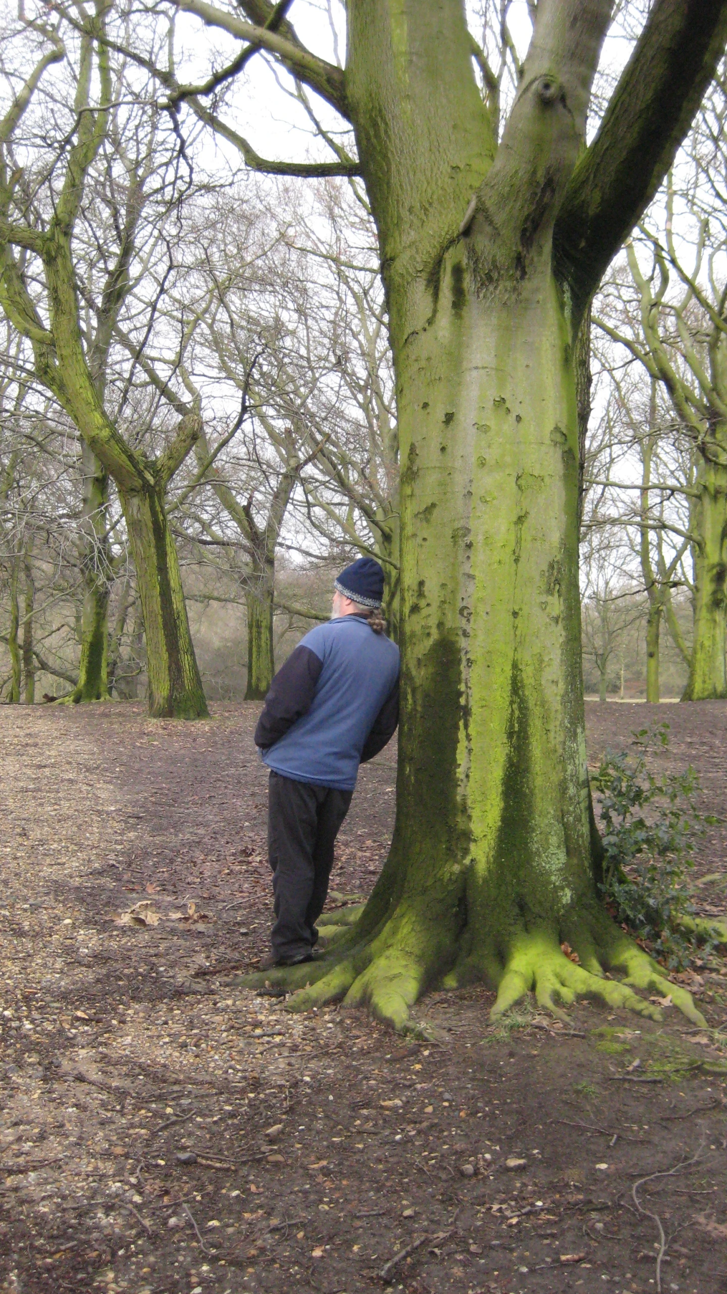 a man standing in a tree trunk with his back against a tree