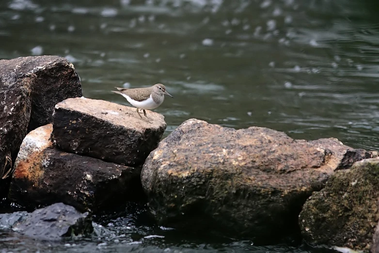 an image of a bird standing on some rocks in the water