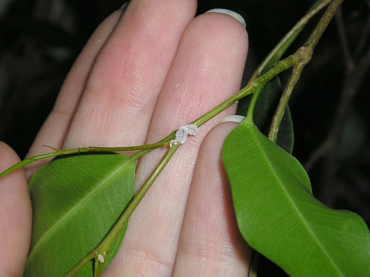 a hand that is holding a leaf with a tiny diamond ring