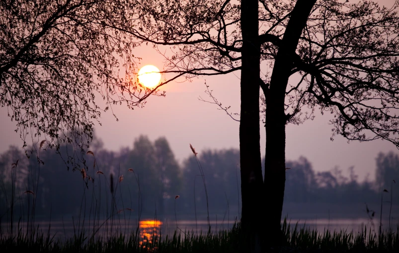 the sun is shining behind some trees next to a lake