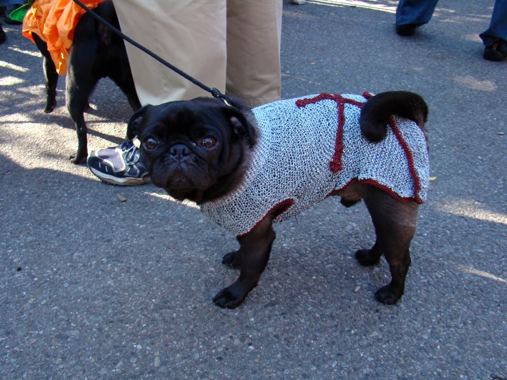 a small black pug in a sweater walking on a leash