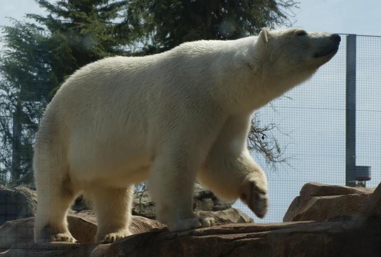 polar bear looking in direction standing on rocks