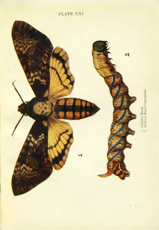 a moths life cycle with stages on it