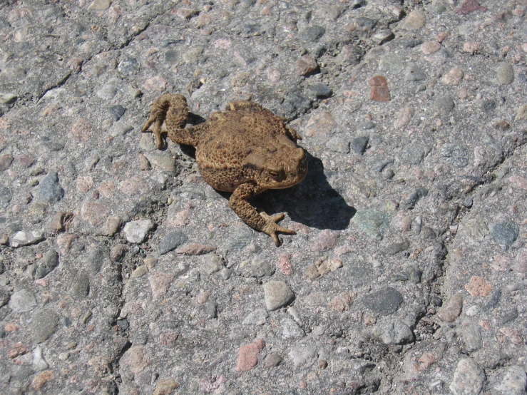 a toad sitting on the road in front of a house