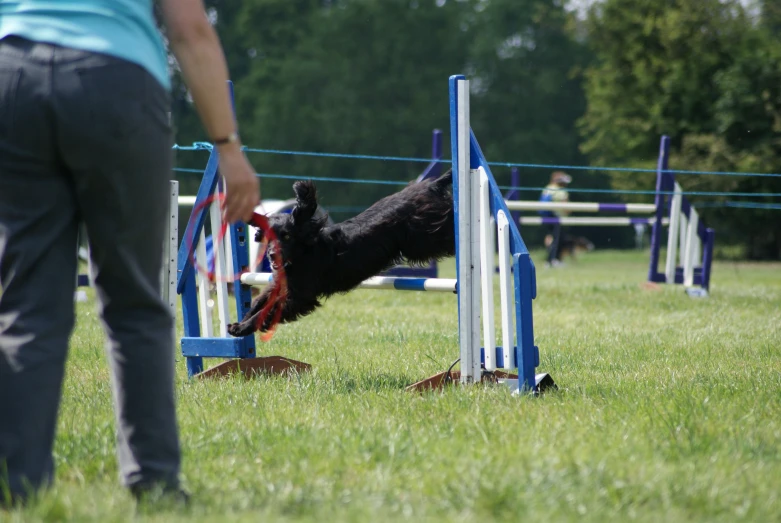 a black dog jumping over obstacles on a field
