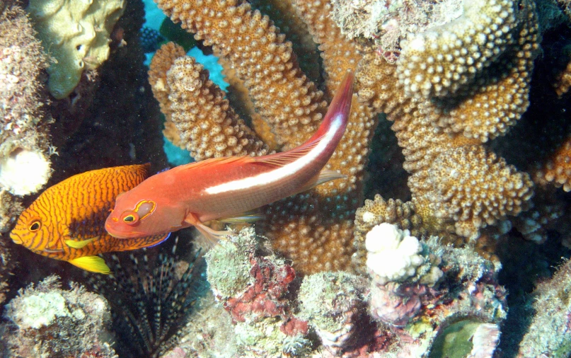 a orange fish with white tips swims among coral