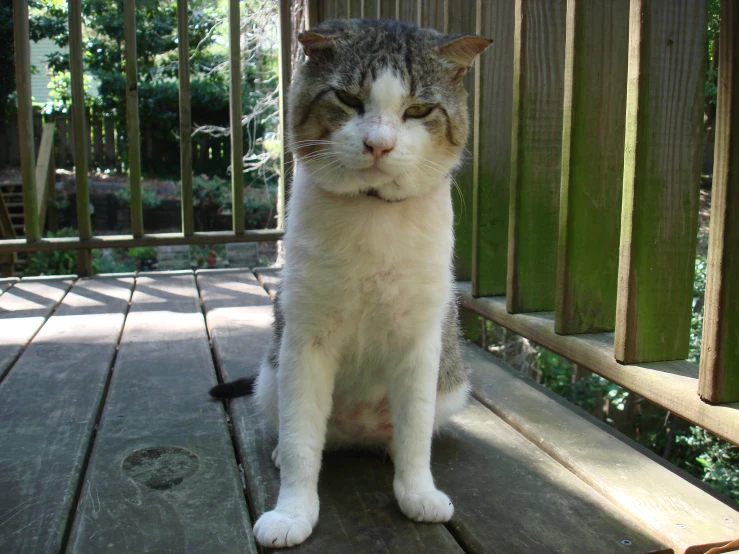 a cat is sitting down looking at the camera