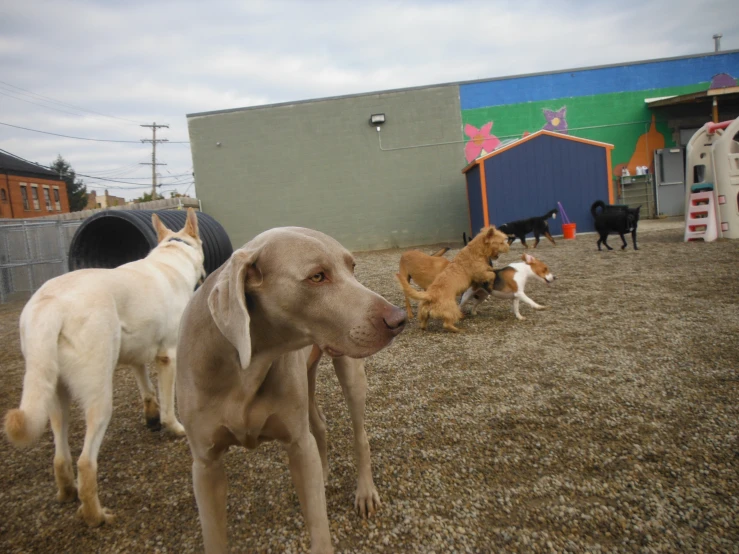 three dogs playing in an open air yard