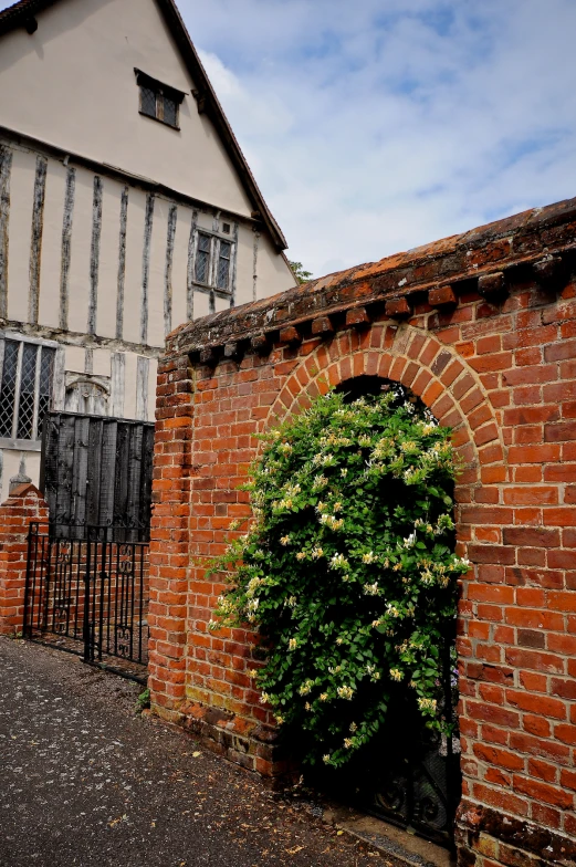 the small green plant is next to the old brick wall