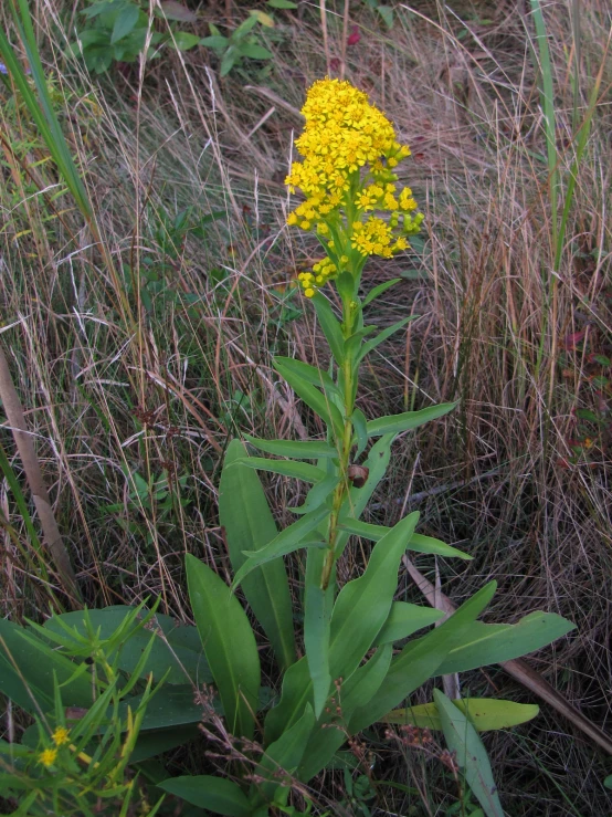 some yellow flowers are in a field