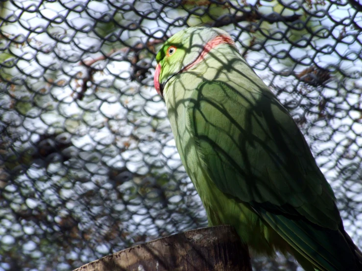 the colorful bird is sitting on top of the post