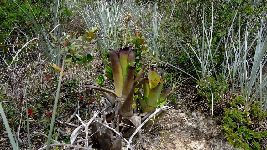 a plant with very large flowers is next to a field