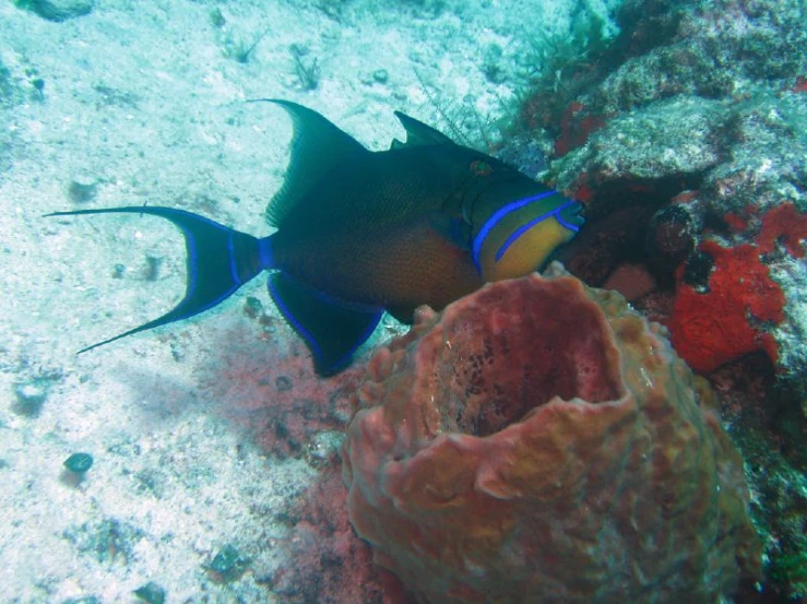 a fish sitting on top of a sandy bottom next to a sea urinal