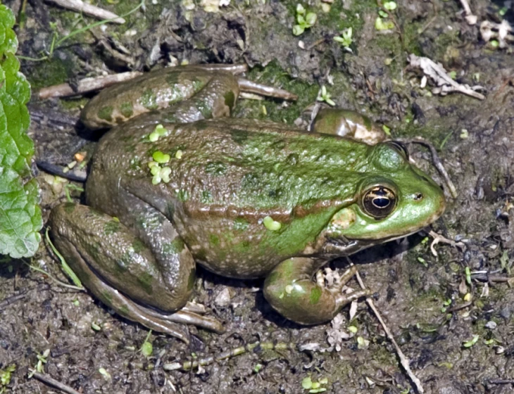 a frog sitting on the ground surrounded by mulch