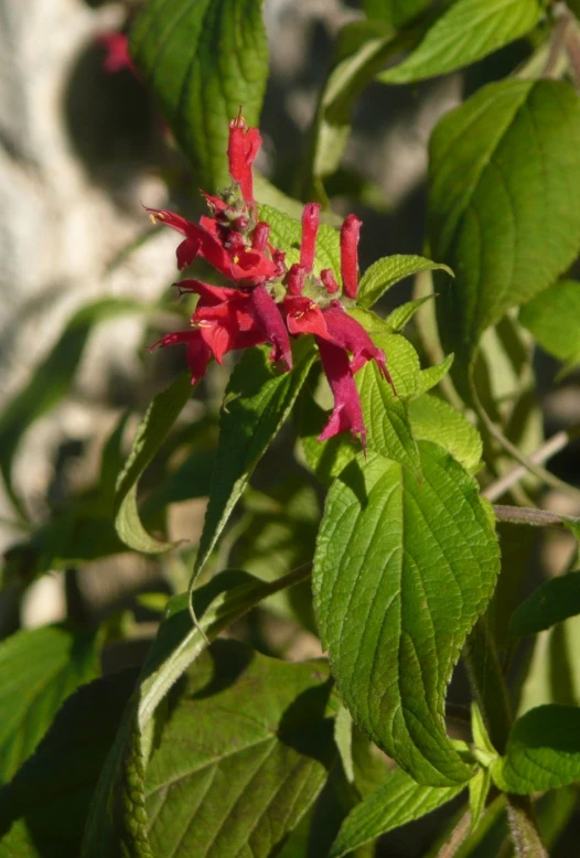 the bright pink flowers appear to be blooming in the sun