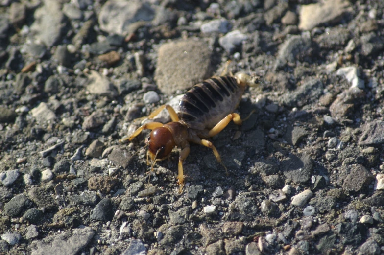 a hornet sitting on a gravel road on it's back legs