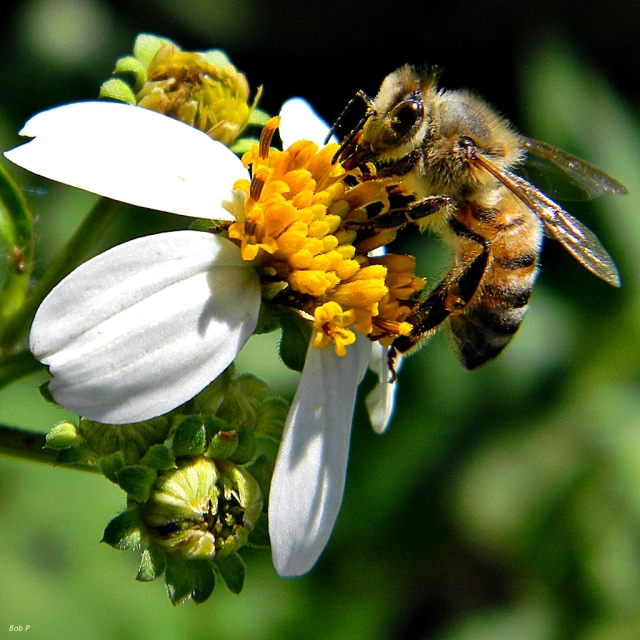 some very pretty flowers with some very cute bees