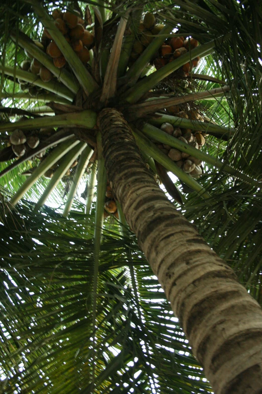 a palm tree in front of a white sky