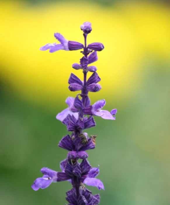 a purple flower is sitting near the blurred yellow flowers