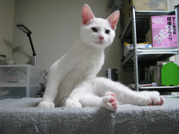 a white cat sitting on top of a bed