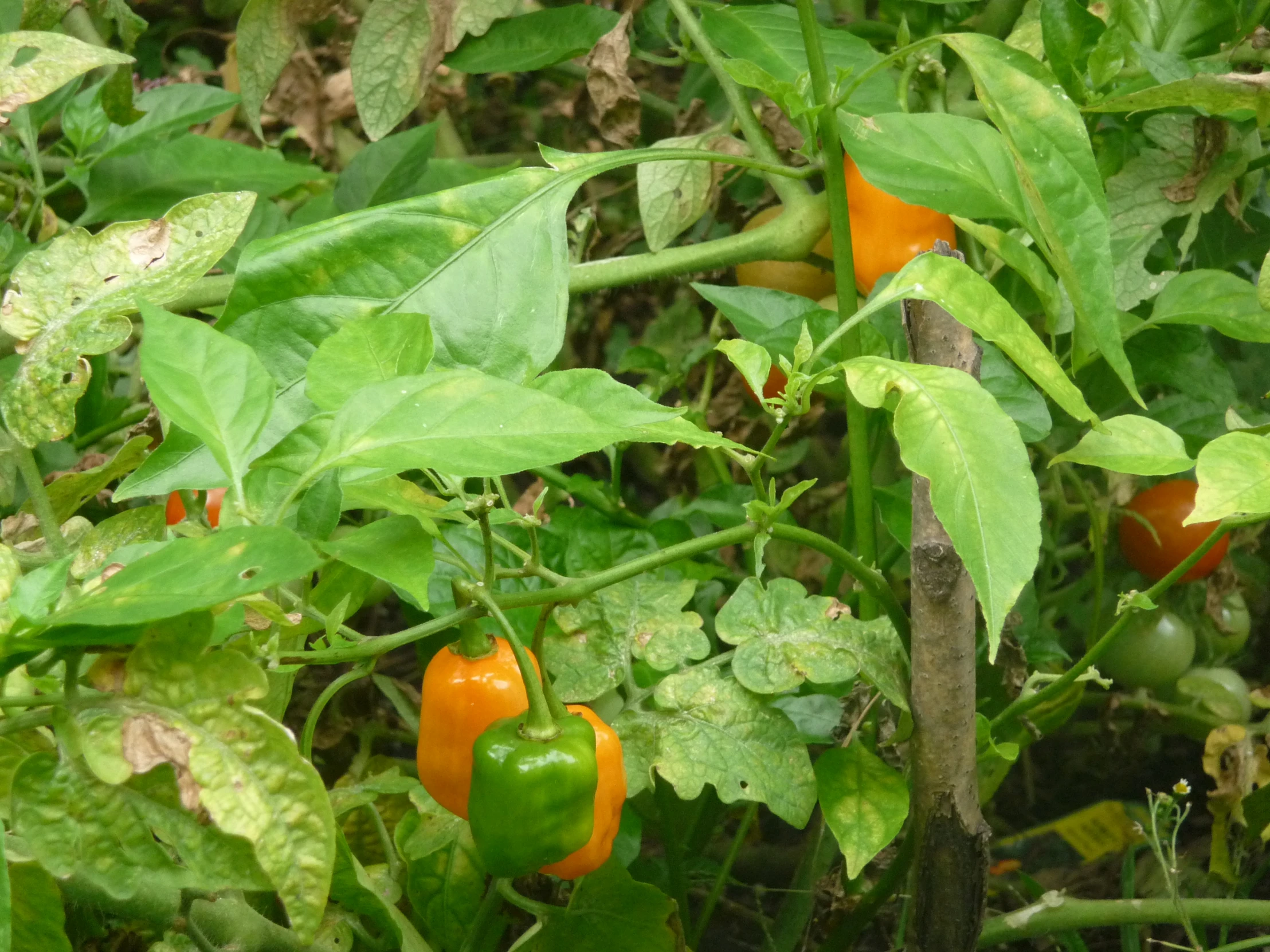 peppers growing in a bush with green leaves