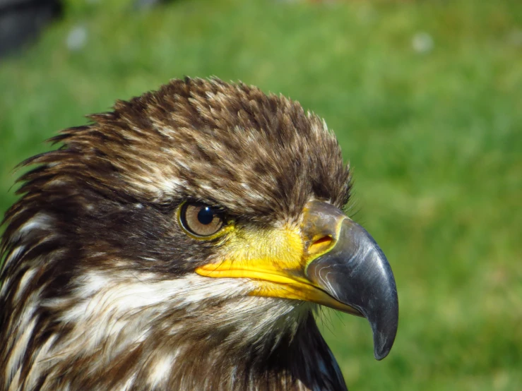 the brown, yellow and white hawk looks out over a field