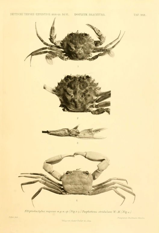 a series of three crabs on the side of a white sheet