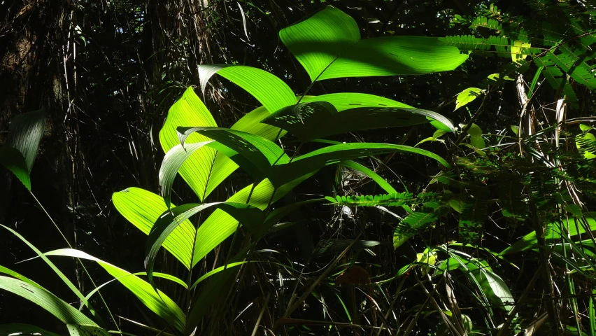 a view of a forest of green plants