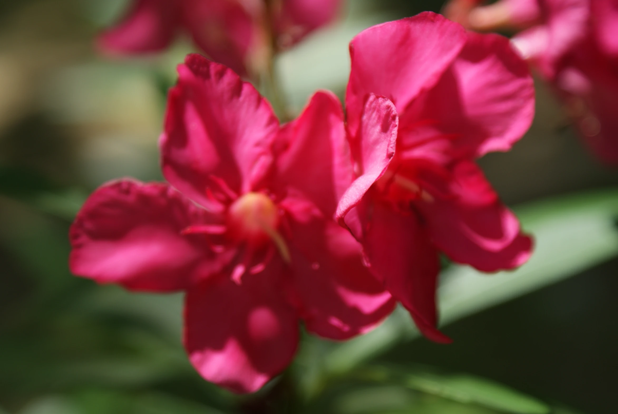 pink flowers with their leaves are in full bloom