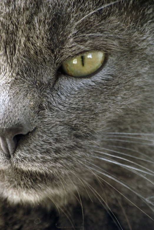 a gray cat's green eyes glow brightly as if to look in danger