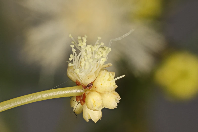 a small yellow flower is attached to the stem