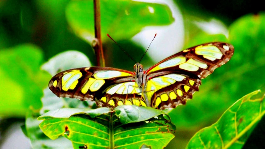 a erfly is perched on a leaf with another wing outstretched