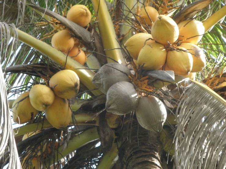 a close - up view of the nches and fruit on a palm tree