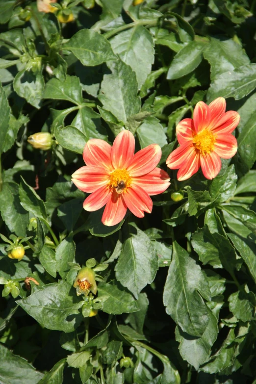 a flower that is growing near some other plants