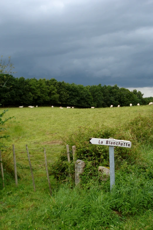 a field with animals on it is shown