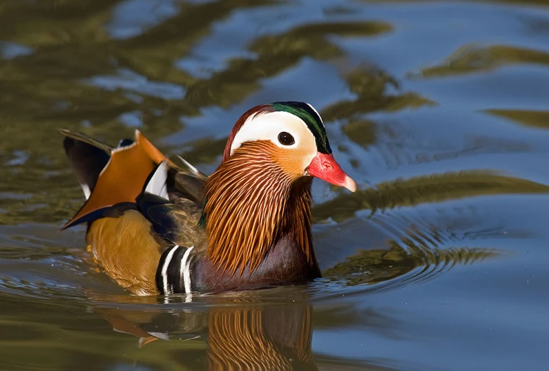 a wood duck swims in the water