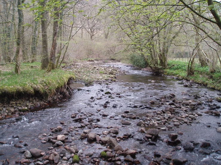 a river running through a forest filled with lots of rocks