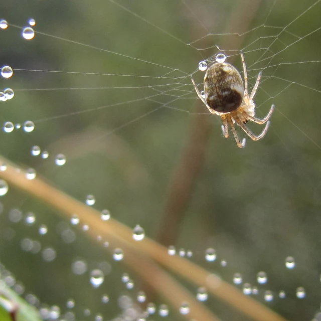 a spider is on the end of its web