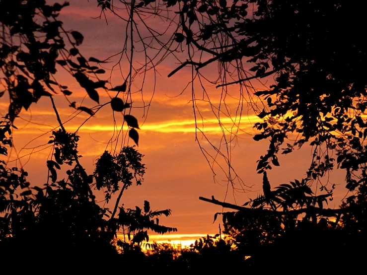 a tree with its nches in silhouette against a sunset