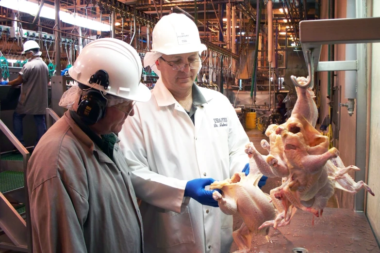 two workers wearing hard hats and blue gloves and holding chickens