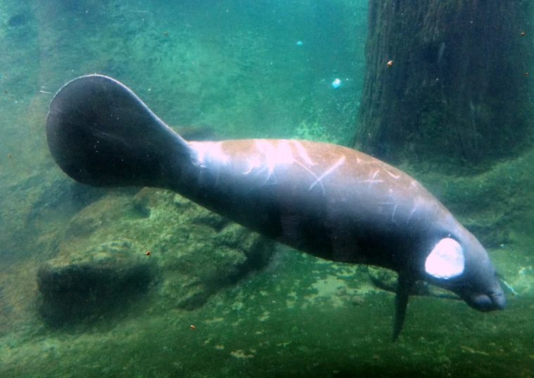 a large manato floating on a body of water