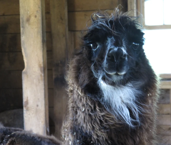 a close up picture of an alpaca inside of a barn