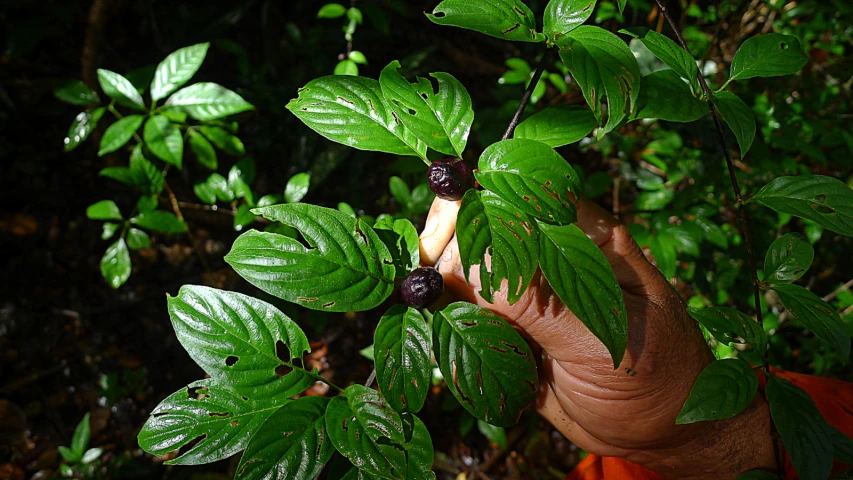 someone holds onto a small plant in their hands