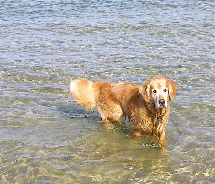 a dog is wading through the water in the ocean