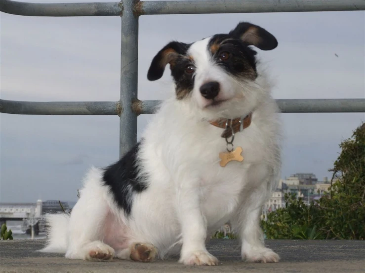 a dog sitting down in front of a fence