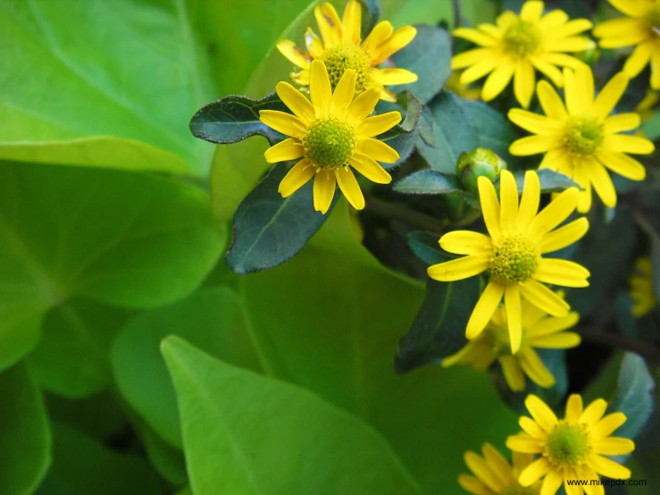 flowers that are yellow and green in color